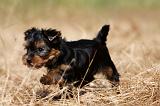 YORKSHIRE TERRIER 480